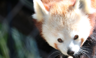 Brandywine Zoo