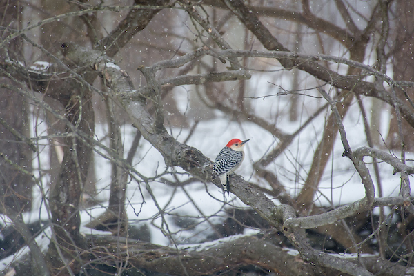 Birding Delight