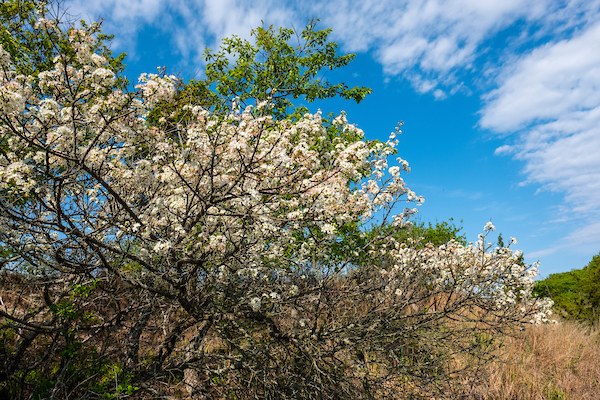 Explore Beach Plum Nature Preserve