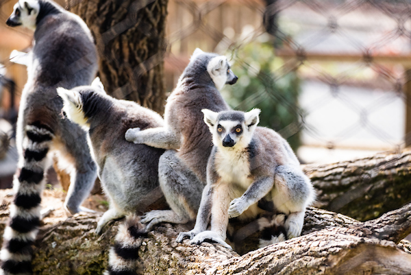 Spot the Lemurs