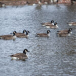 Monthly Bird Walk