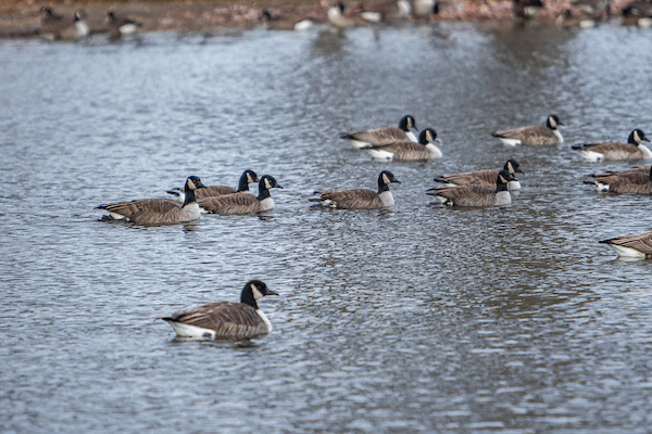 Bird Walk